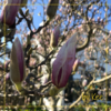 Lente!